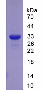RPB530Hu01.png