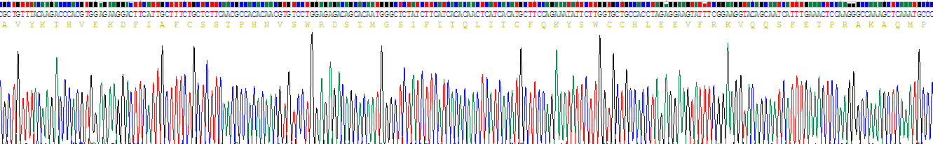 Recombinant Caspase 4 (CASP4)