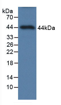 Active Amphiregulin (AREG)