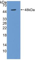 Active Bone Morphogenetic Protein 4 (BMP4)