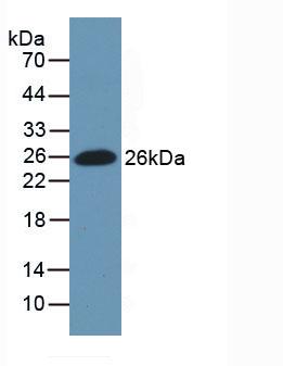 Active Fibronectin (FN)