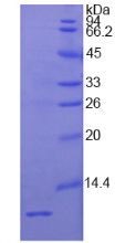 APA051Hu01.png