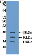Active Interleukin 15 (IL15)