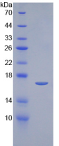 APA073Hu01.png