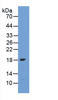 Active Interleukin 9 (IL9)