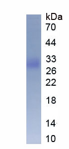APA117Hu61.png