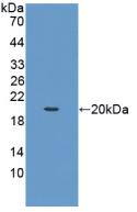 Active Stem Cell Factor (SCF)