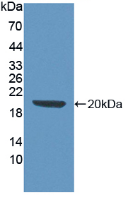 Active Stem Cell Factor (SCF)
