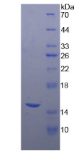 APA150Hu04.png