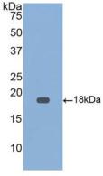 Active Growth Differentiation Factor 9 (GDF9)
