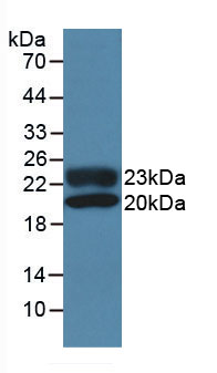 Active Fibroblast Growth Factor 2, Basic (FGF2)