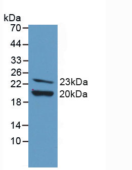 Active Fibroblast Growth Factor 2, Basic (FGF2)