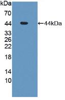 Active Mdm2 p53 Binding Protein Homolog (MDM2)