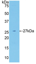 Active Neuregulin 1 (NRG1)