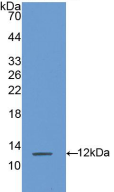 Active S100 Calcium Binding Protein A8 (S100A8)