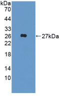 Active Fibroblast Growth Factor 19 (FGF19)