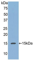 Active Regenerating Islet Derived Protein 3 Alpha (REG3a)