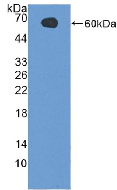 Active Spike Protein (SP)