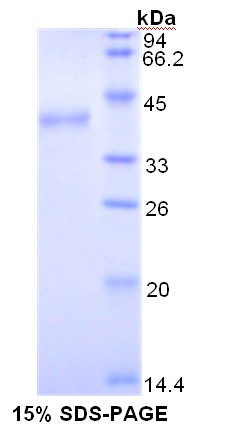 RPA753Hu01.png